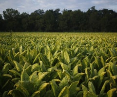 Cultivo de tabaco Cultivo de tabaco