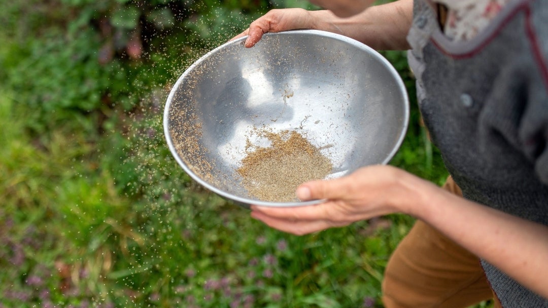 Semillas orgánicas de manzanilla