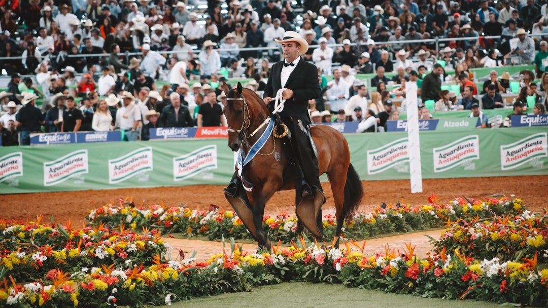 Caballo criollo colombiano