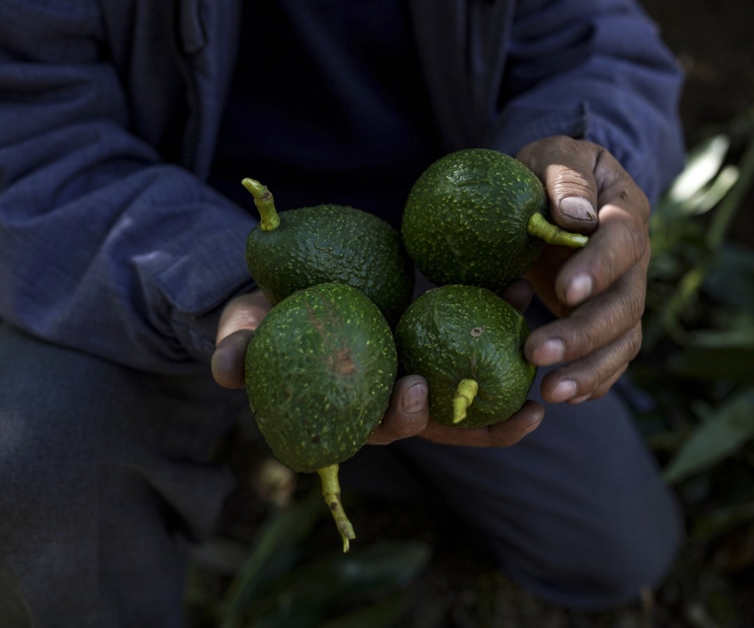 Buenas prácticas agrícolas en el aguacate