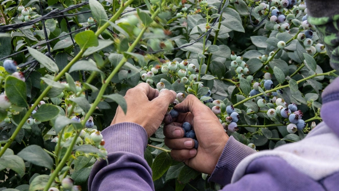 Cultivo de arándanos