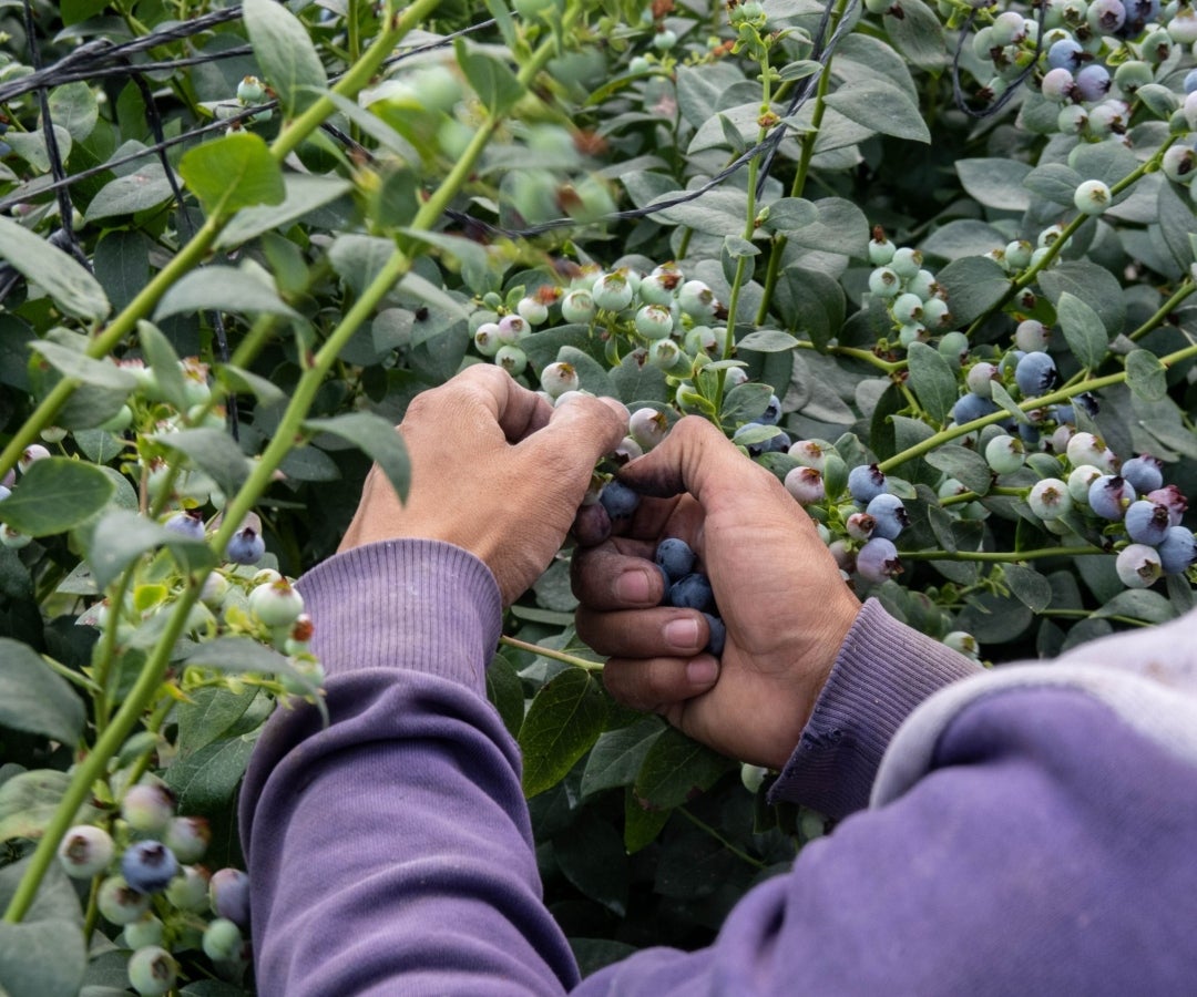 La operación con energía renovable total o parcial fue de 44%, por electricidad de red pública 67% y con gas natural 33%