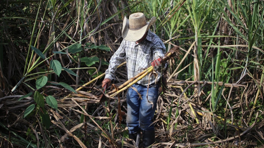 Campesino