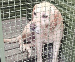 Inspección Procuraduría a instalaciones de Logiscan