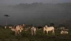 Fedegan y Minerva Foods le apuestan a formalización del sector ganadero