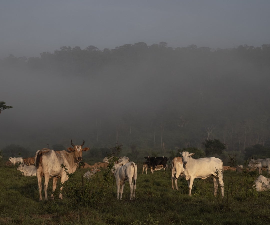 Fedegan y Minerva Foods le apuestan a formalización del sector ganadero