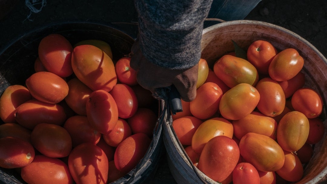 Producción de tomate