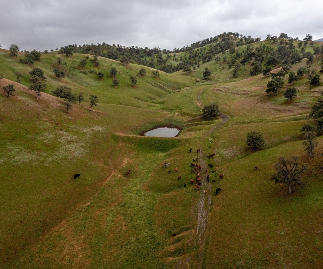 Manejo de suelos y pastos en ganadería de leche ante El Niño