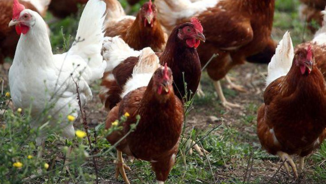 Gallinas Gripe Aviar