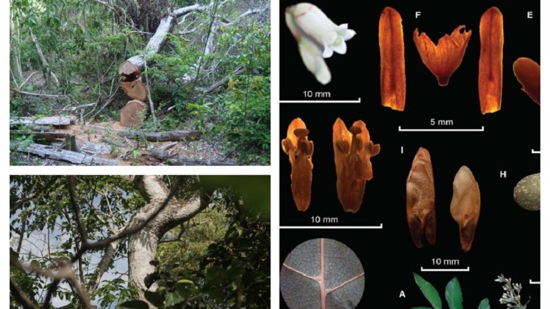 Descubrimiento de cedro endémico de Colombia