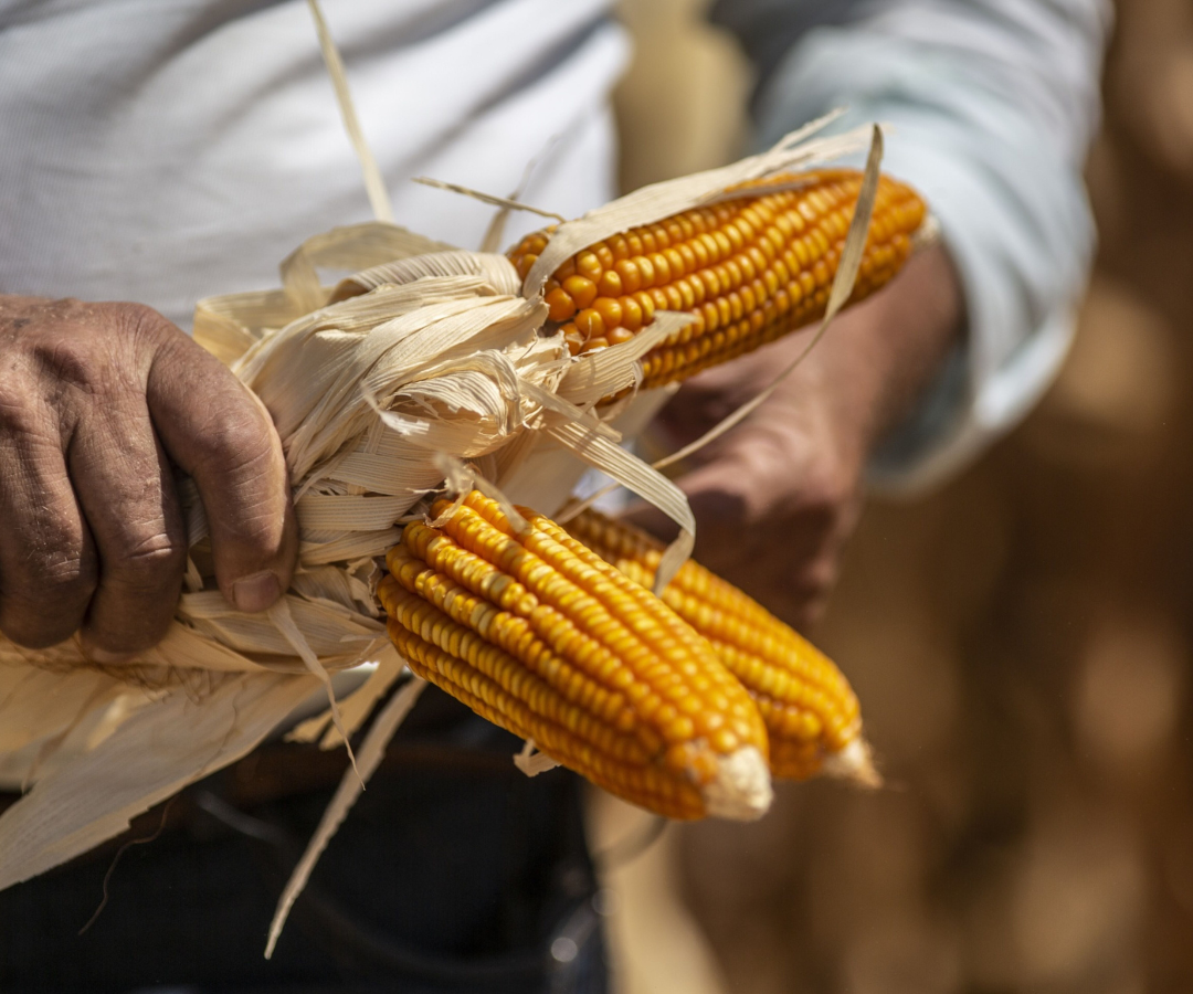 Maíz