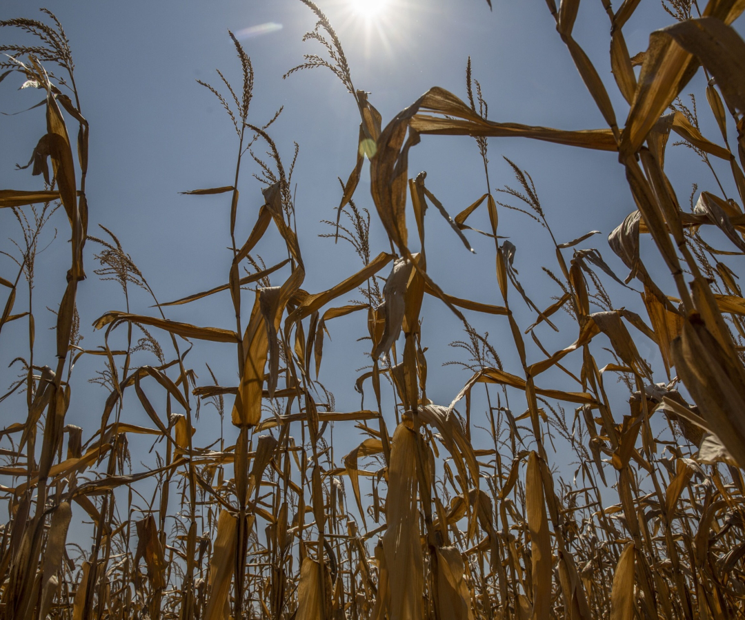 Cosecha Maíz Bloomberg