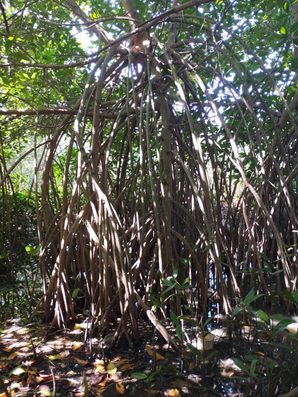 Manglar en Puerto Colombia