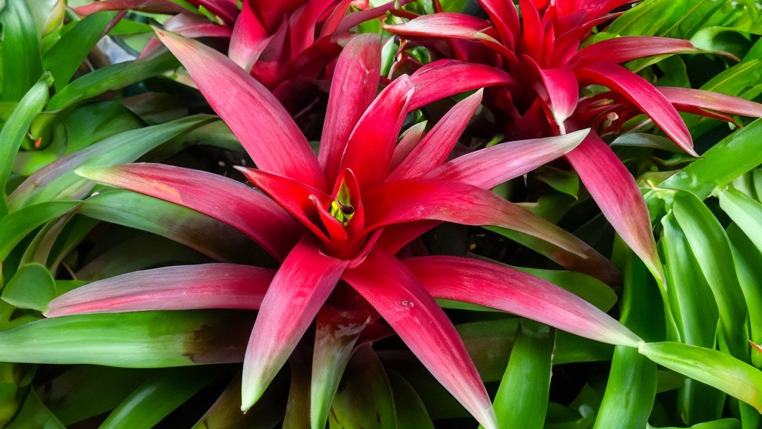 Bromelia