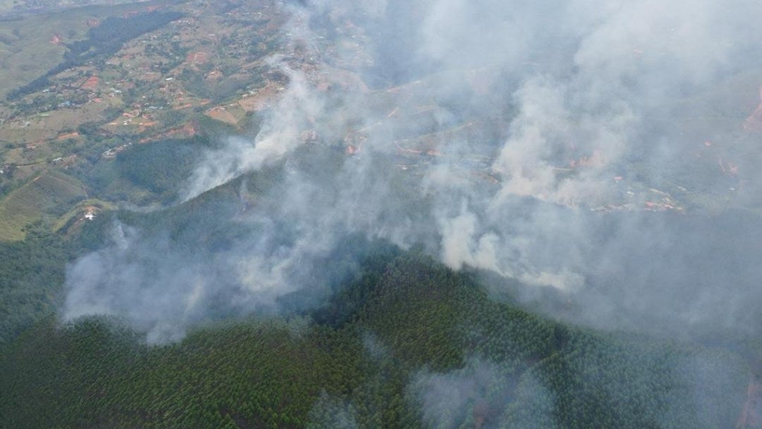 Plantaciones forestales quemadas