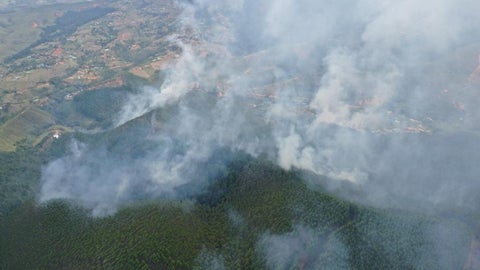 Plantaciones forestales quemadas