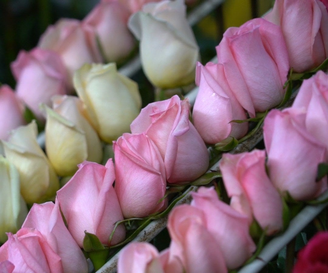 Flores de corte de Protea spp.