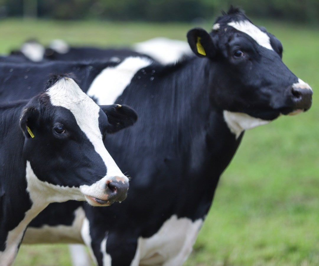 Ganado de leche