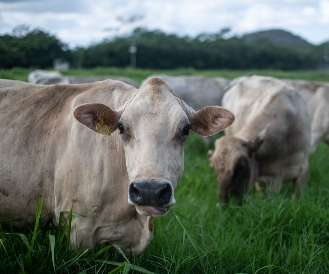 Ganado pastando en una granja