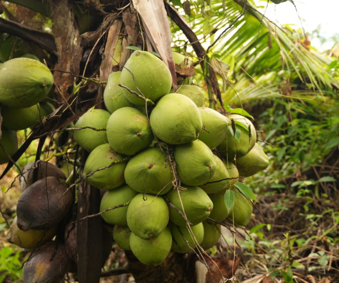 Cáscaras de coco prolongarían vida útil de edificaciones