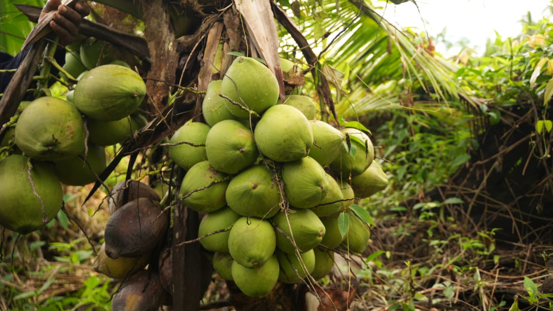 Esta inversión se da en respuesta a la placa del picudo, que afecta a los cultivos de coco desde hace más de 25 años