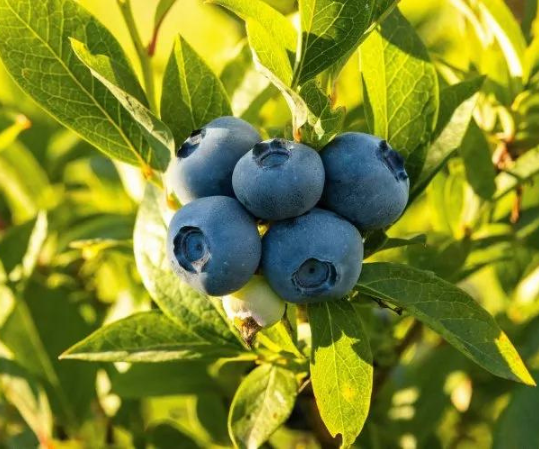 Exportaciones de arándanos en Perú Diario Financiero