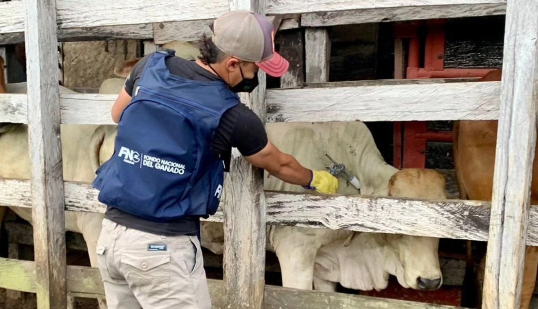 Alianza De Ica Y Fedegán Completan Cobertura De Vacunación Contra La Fiebre Aftosa 9462