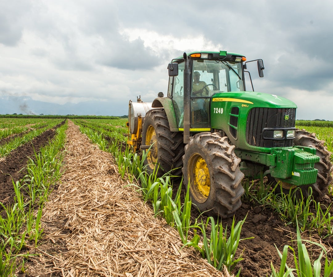 Cultivo de caña orgánica
