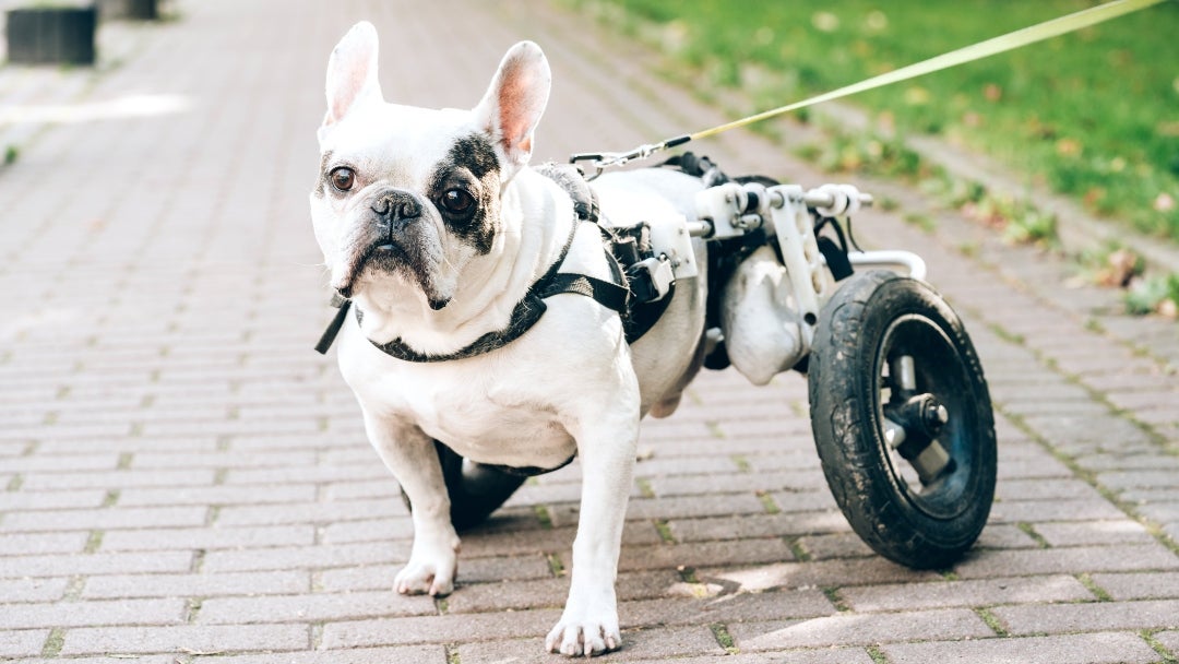 Perrito en silla de ruedas