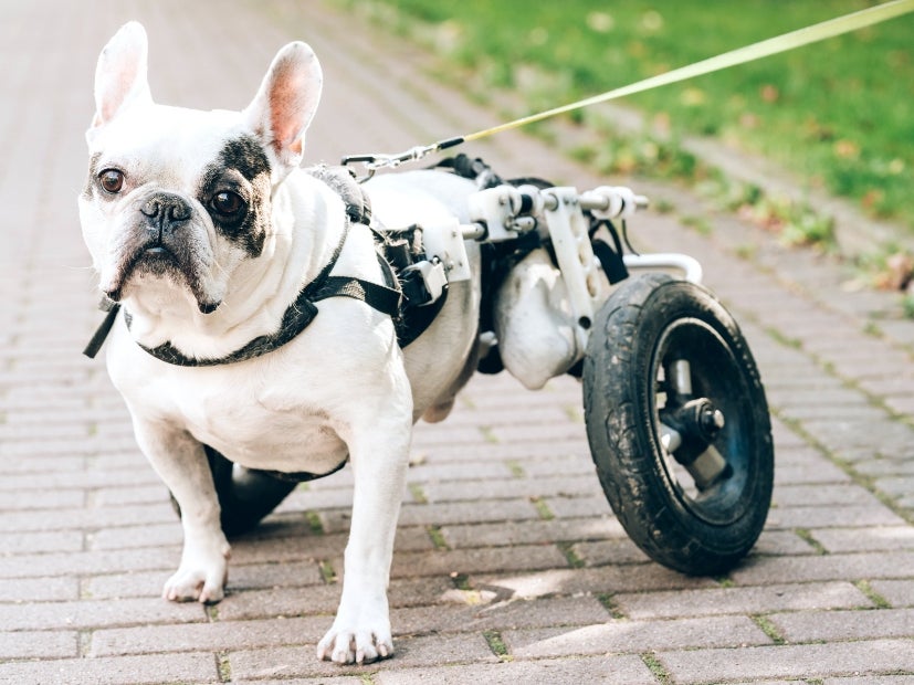 cuál es la mejor silla de ruedas para perros