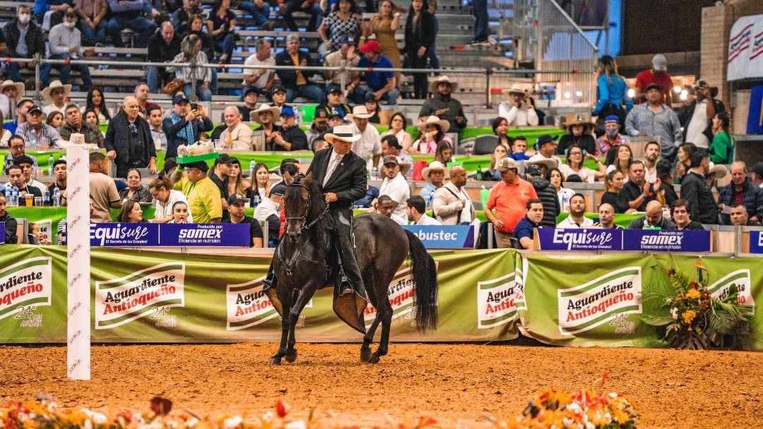 Caballo de paso fino