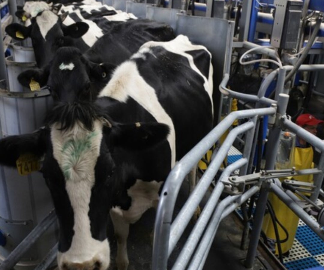 Producción de leche LR