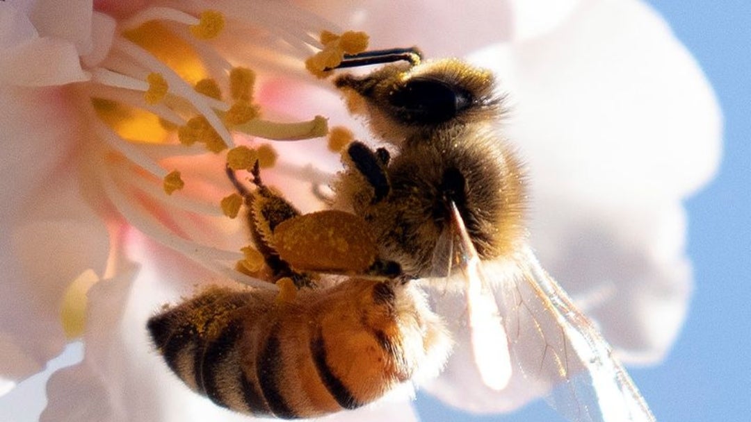 Abeja en flor