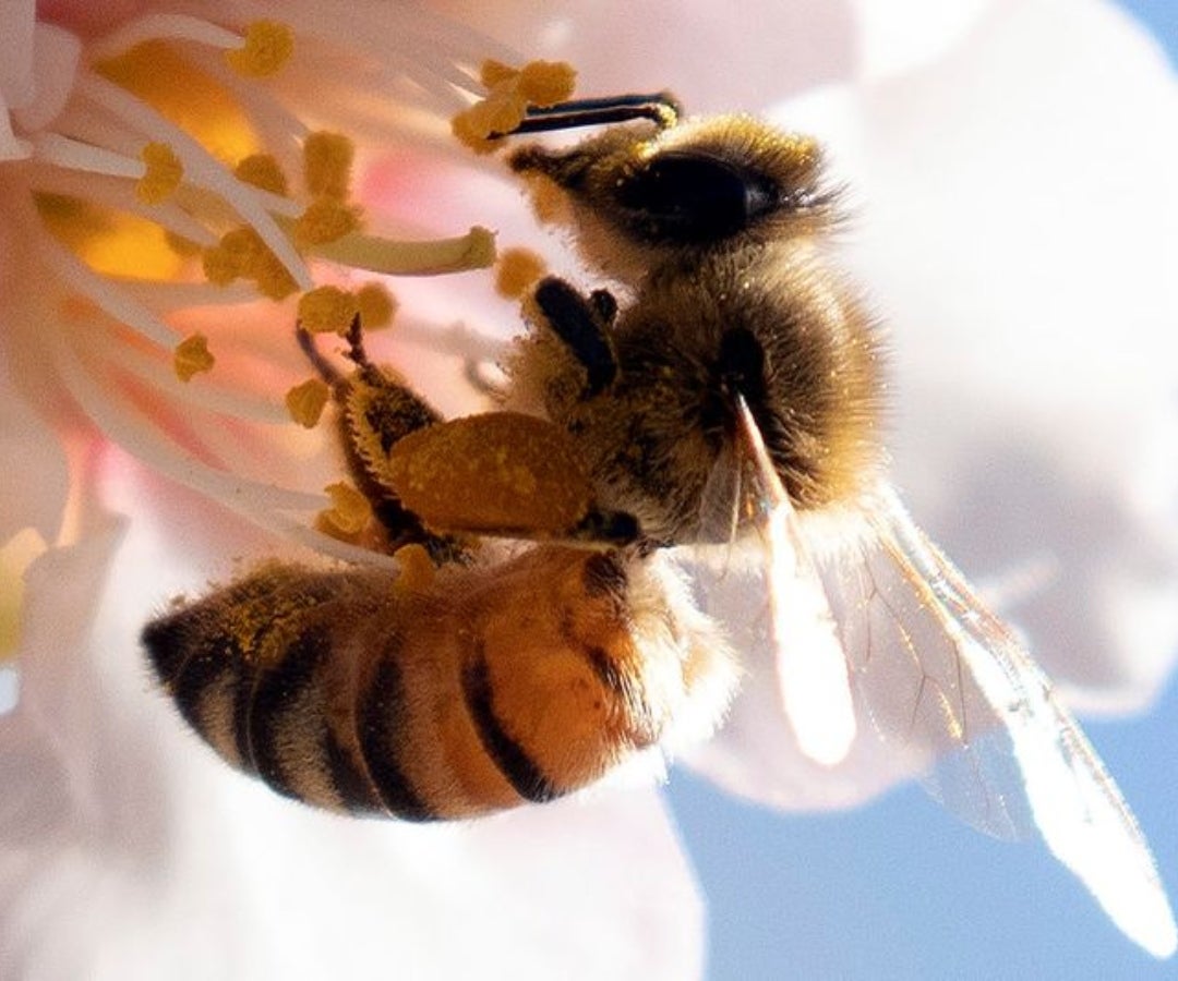 Abeja en flor