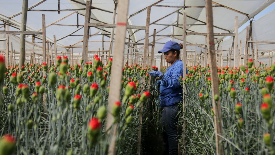 Estas son las rosas con propiedad intelectual que Colombia exporta para San Valentín (1)