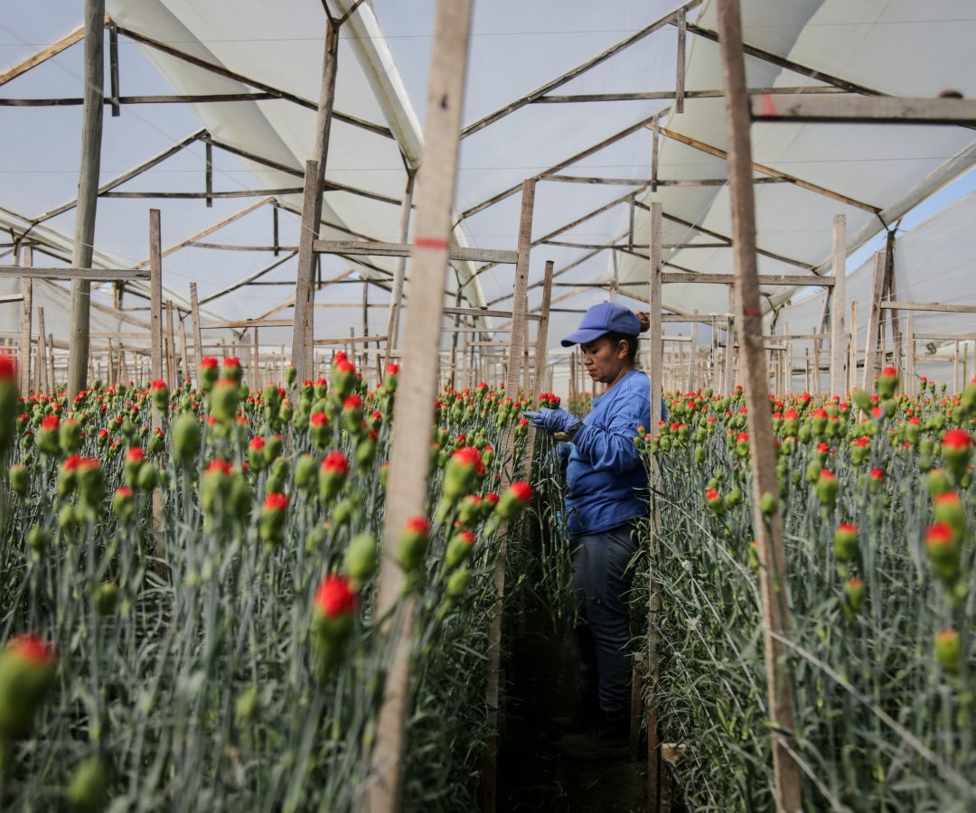 Estas son las rosas con propiedad intelectual que Colombia exporta para San Valentín (1)