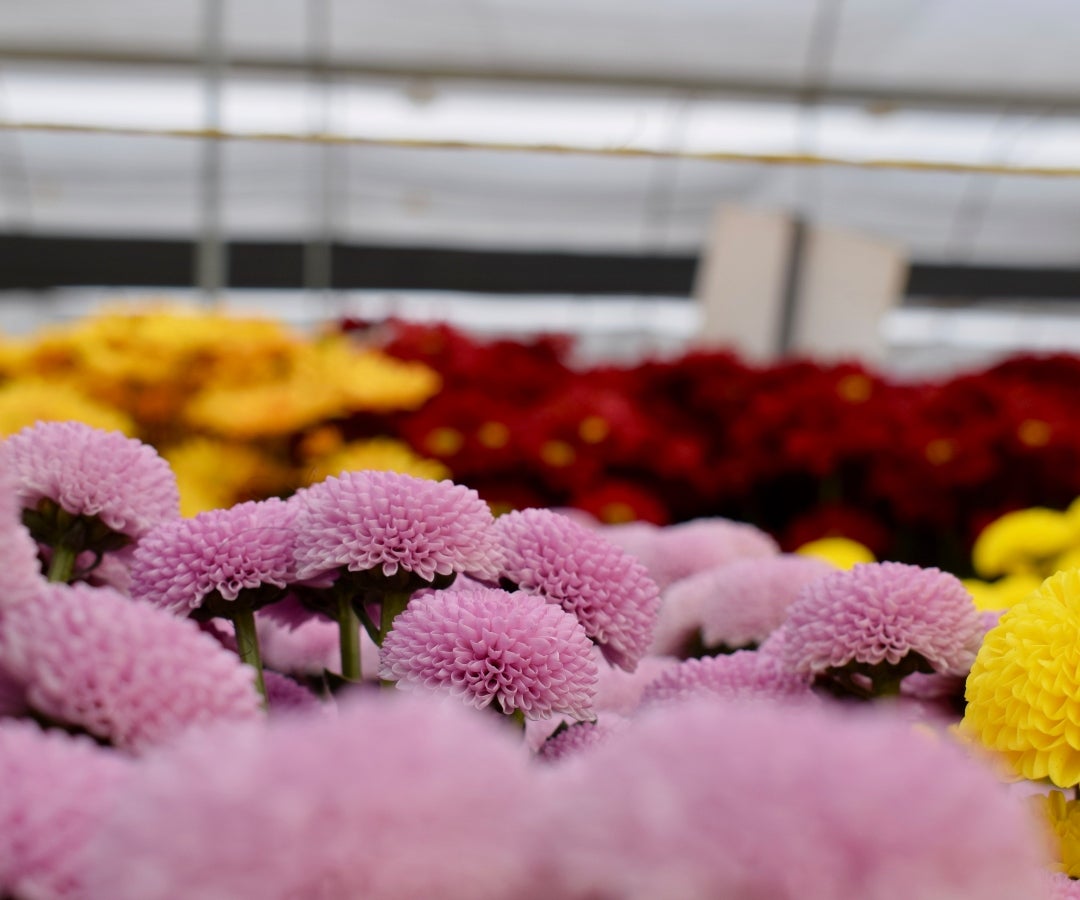 Flores exportadas de la Universidad CES