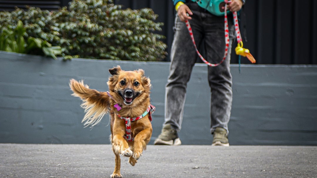 Perro criollo