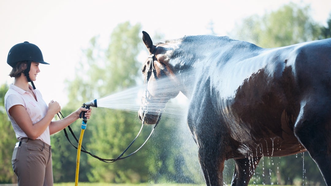 Caballo hidratado