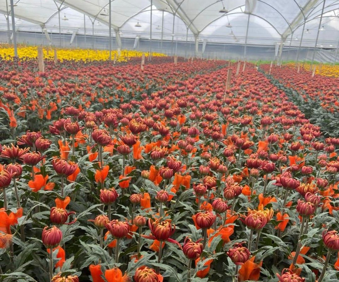 Cultivo de flores para exportar