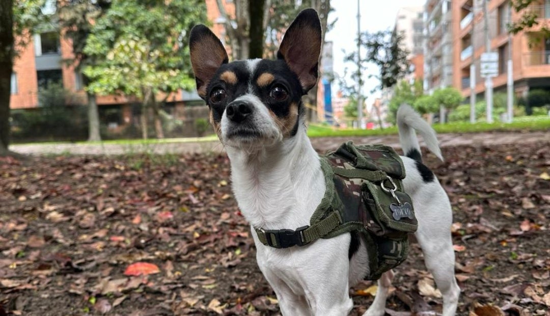 cuál es la diferencia entre un perro de terapia y un perro de apoyo emocional