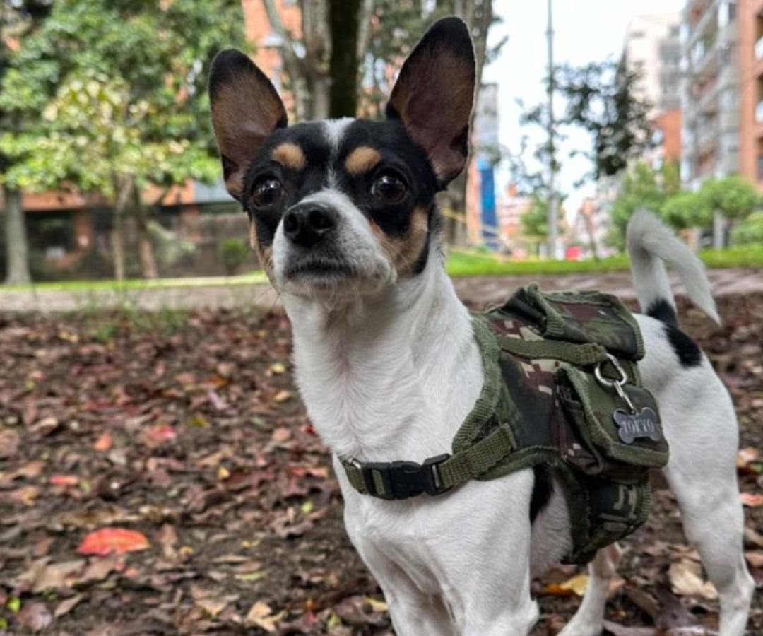 Perro de apoyo emocional LR