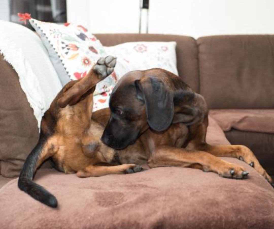 Perros que se lamen su propia orina LR