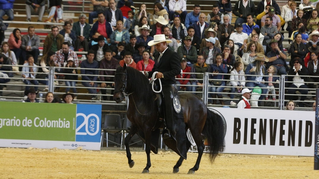 Criollo colombiano Paso Fino