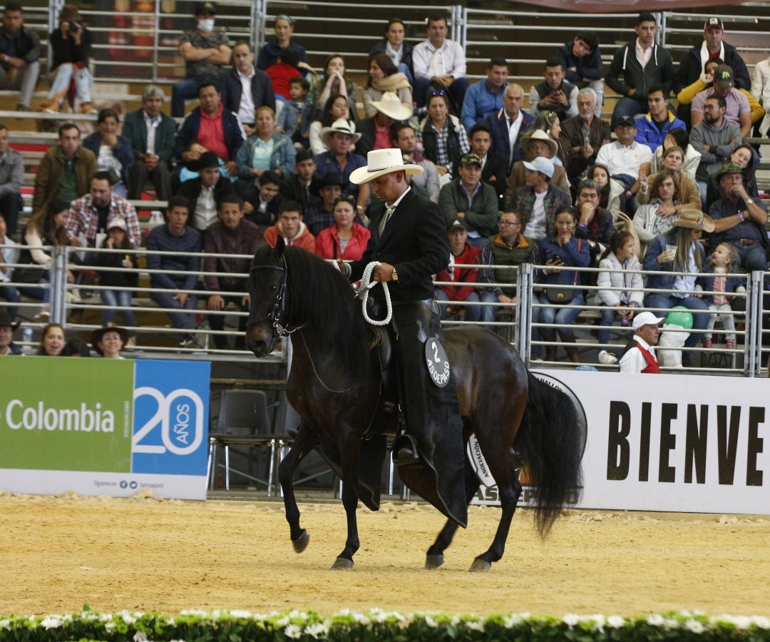 Criollo colombiano Paso Fino