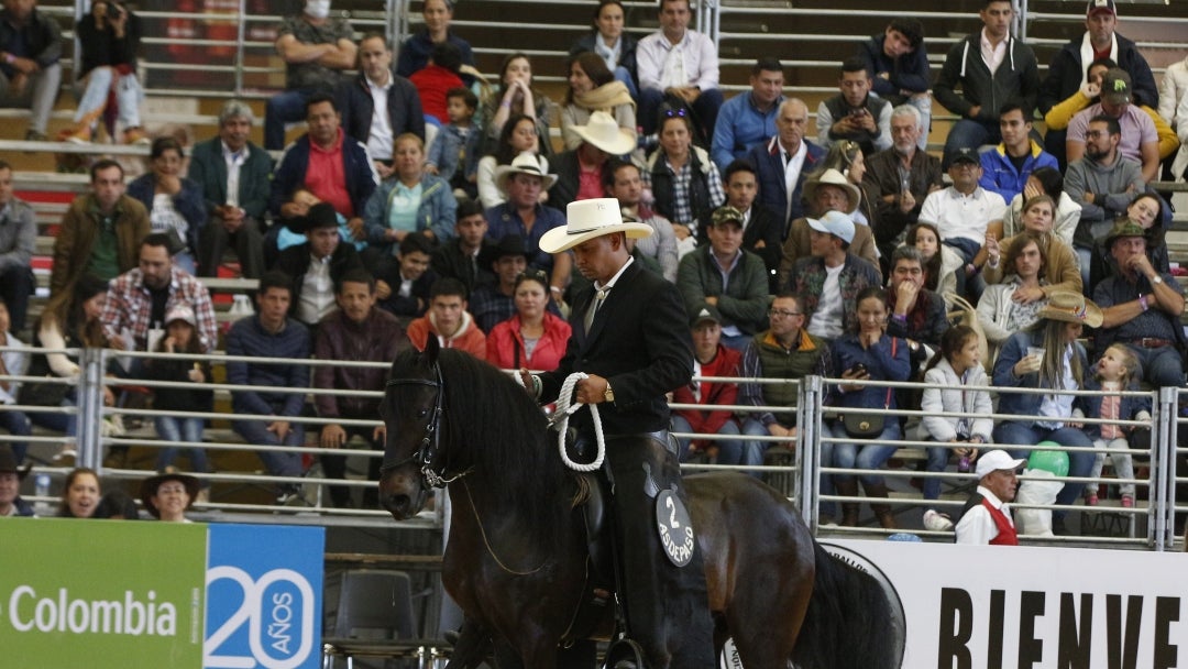 Criollo colombiano Paso Fino