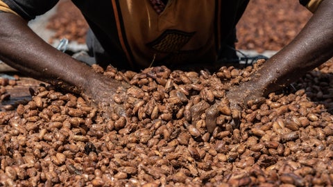 Cacao en máximos desde hace 22 años