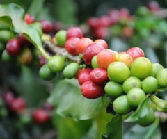 Fruto de Café Fruto de Café