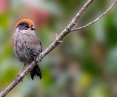 Gorrión montés paisa Gorrión montés paisa