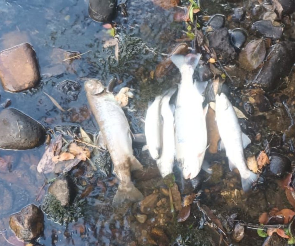 Daño ambiental por vertimiento de aguas residuales en río Teusacá